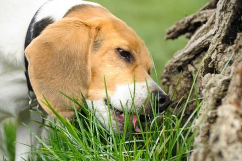 Why Do Dogs Eat Grass? Is It Good or Bad?