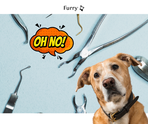 5 Sự Thật Quan Trọng Về Việc Triệt Sản Cho Chó Mà Chủ Nuôi Nên Biết