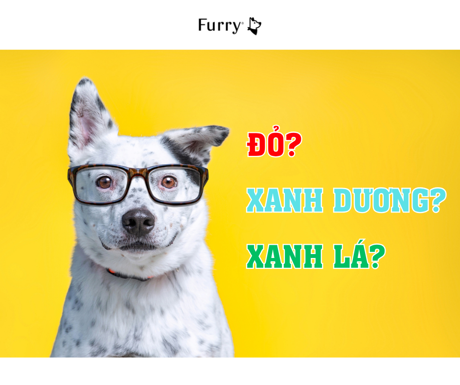 Chó có bị mù màu không? 5 sự thật bất ngờ về thị giác của chó