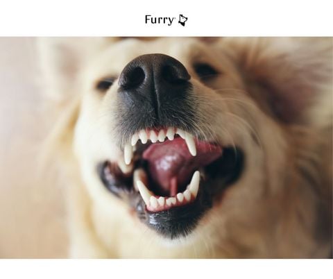 Dog’s Mouth or Human’s Mouth: Which Is Cleaner? The Truth Might Surprise You!