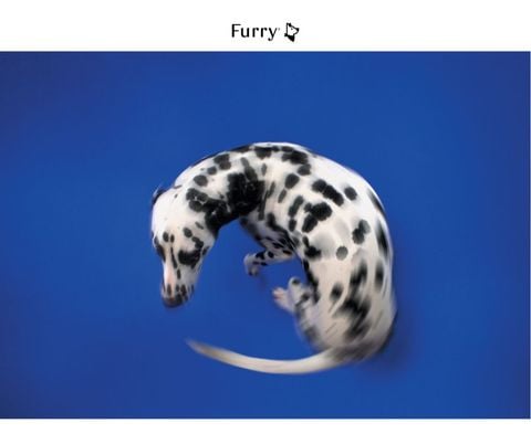 Why Do Dogs Spin Around Before Lying Down? 5 Reasons That Will Surprise You