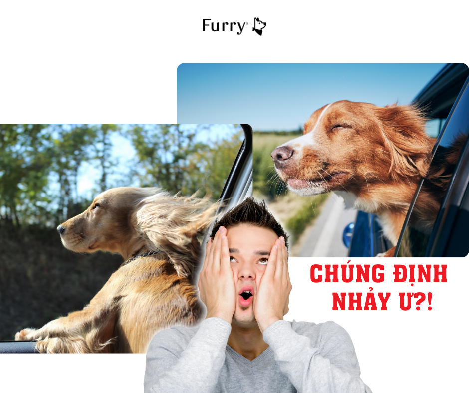 Vì Sao Chó Thích Thò Đầu Ra Cửa Sổ Khi Đi Ô Tô? 5 Lý Do Thú Vị