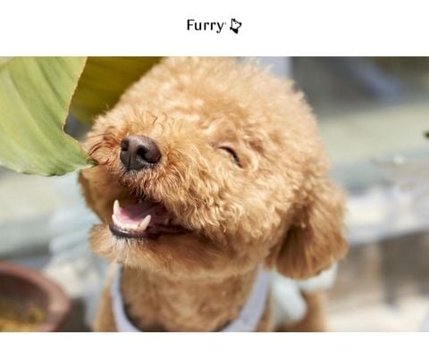 Cách Huấn Luyện Poodle Ngoan Như Chuyên Gia Chỉ Trong Vài Ngày