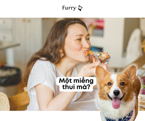 Tại Sao Chó Thường Nhìn Chủ Chằm Chằm Khi Bạn Đang Ăn? 5 Lý Do Khiến Bạn Bất Ngờ