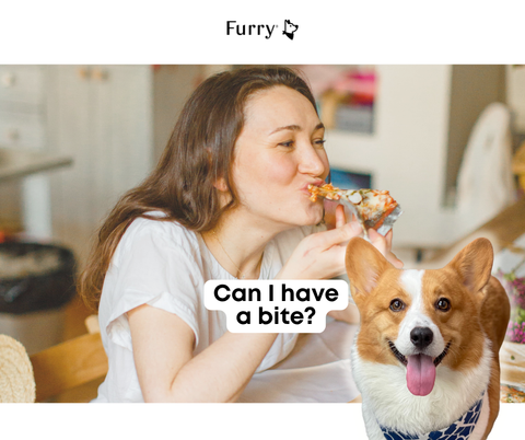 Why Does Your Dog Stare at You When You Eat? 5 Surprising Reasons