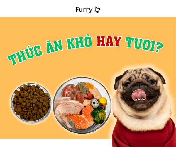 Thức Ăn Khô Hay Tươi: 5 Sự Thật Về Thức Ăn Cho Chó Mà Bạn Cần Biết