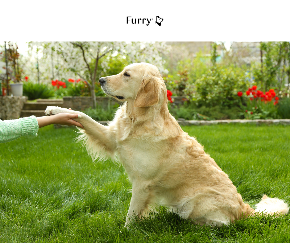 5 Lợi Ích Thay Đổi Cuộc Sống Khi Nuôi Chó – Furry