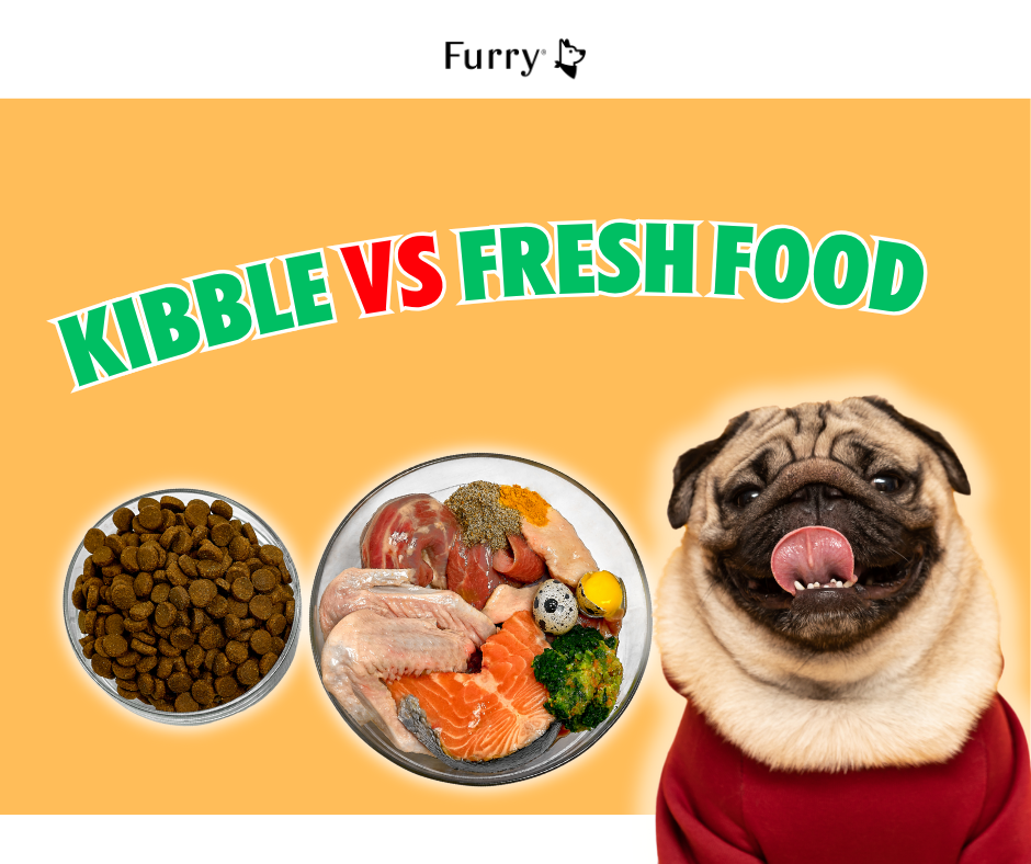 Kibble or Fresh Food: 5 Facts About Dog Nutrition You Need to Know