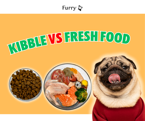 Kibble or Fresh Food: 5 Facts About Dog Nutrition You Need to Know