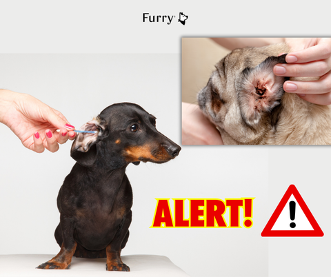 5 Signs of Ear Infection in Dogs – Owners Should Not Ignore!