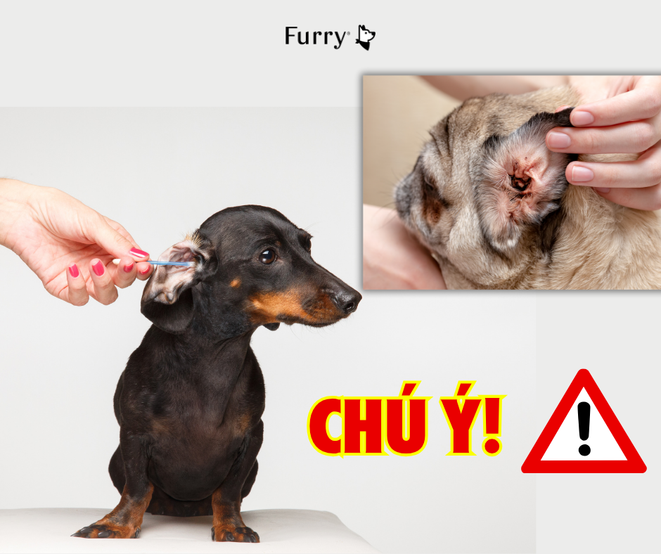 5 Dấu Hiệu Nhận Biết Viêm Tai Ở Chó – Chủ Nuôi Đừng Bỏ Qua! – Furry
