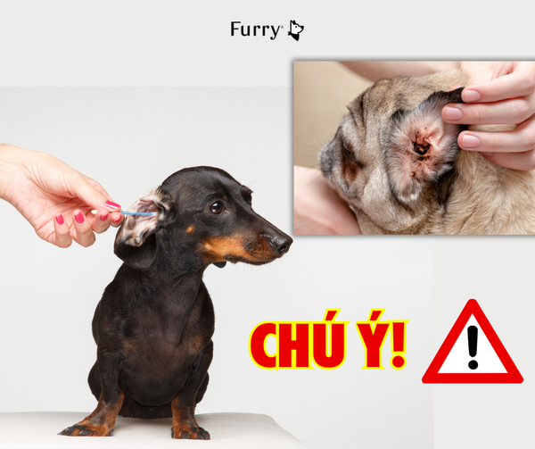 5 Dấu Hiệu Nhận Biết Viêm Tai Ở Chó – Chủ Nuôi Đừng Bỏ Qua!