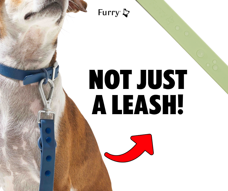 5 Reasons Why You Should Invest in a High-Quality Leash for Your Dog
