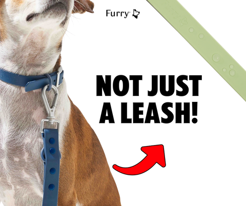 5 Reasons Why You Should Invest in a High-Quality Leash for Your Dog