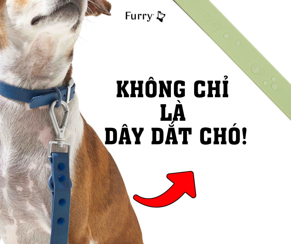 Tại Sao Nên Mua Dây Dắt Chó? 5 Lý Do Không Thể Bỏ Qua