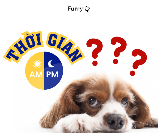 Chó Có Biết Cảm Nhận Thời Gian Không? 5 Sự Thật Khoa Học Gây Bất Ngờ