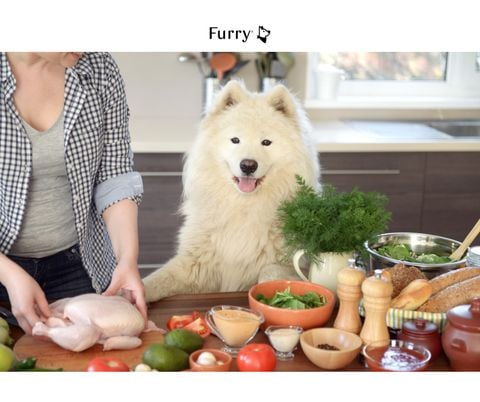 Nutritious Homemade Dog Food Recipes Your Pup Will Love