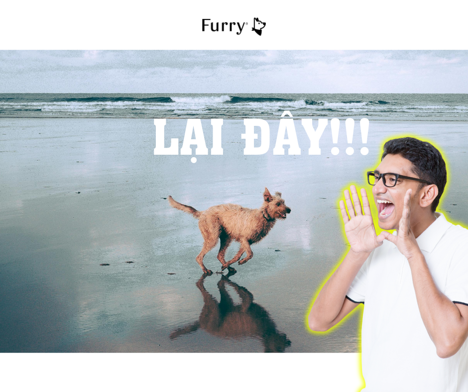 5 Bước Dễ Dàng Để Dạy Chó Quay Lại Khi Gọi – Thành Công 100% – Furry