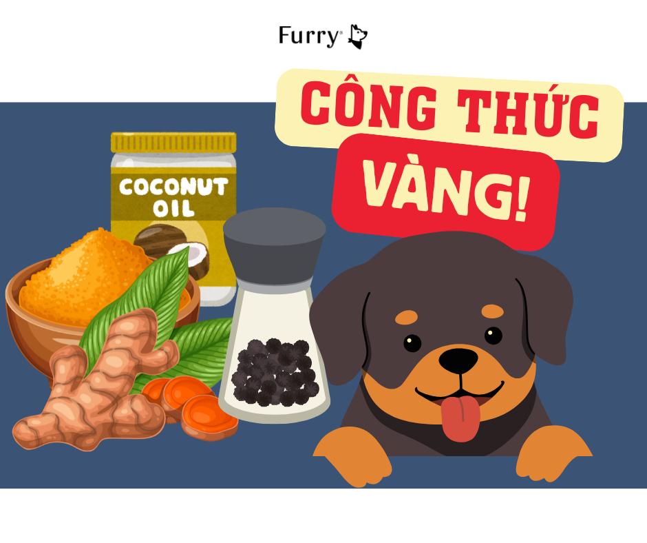 5 Lý Do Nên Cho Chó Ăn Hỗn Hợp Nghệ, Tiêu và Dầu Dừa Mỗi Ngày