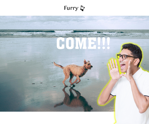 5 Easy Steps to Teach Your Dog to Come When Called – 100% Success!