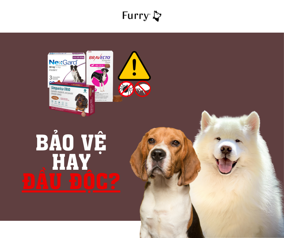 Bảo Vệ Hay Đầu Độc? 5 Sự Thật Cần Biết Về Thuốc Trị Ve Rận Dài Hạn