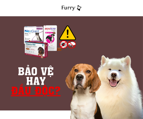 Bảo Vệ Hay Đầu Độc? 5 Sự Thật Cần Biết Về Thuốc Trị Ve Rận Dài Hạn
