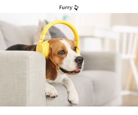 Can Dogs Hear Music? 5 Types of Music That Help Dogs Relax and Sleep Better