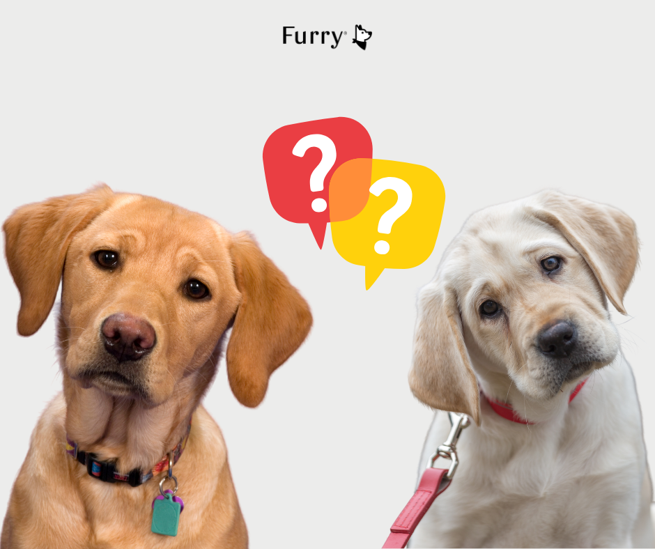 Why Do Dogs Tilt Their Heads When You Talk? – 5 Scientific Reasons You Didn’t Know