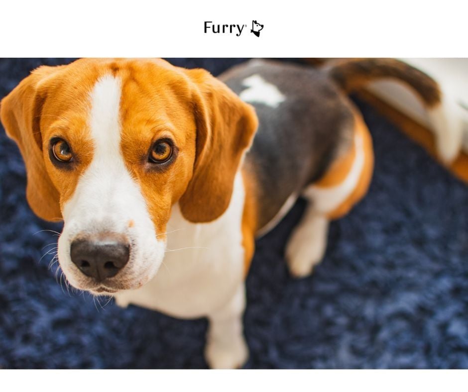 Are Dogs Jealous? 5 Signs Your Dog Is Jealous