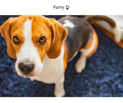 Are Dogs Jealous? 5 Signs Your Dog Is Jealous