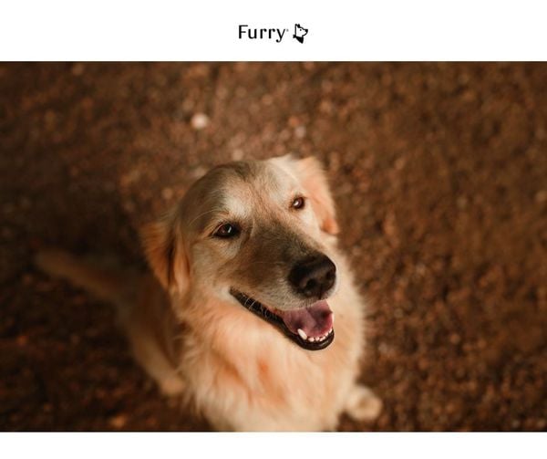 How Long Does Your Scent Last in a Dog’s Memory? 5 Surprising Scientific Discoveries