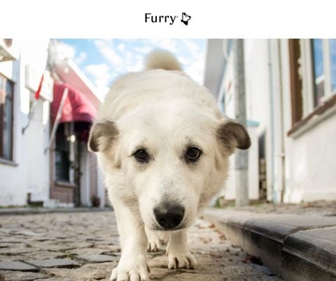 Why Do Dogs Remember Their Way Around? 5 Scientific Facts That Will Surprise You