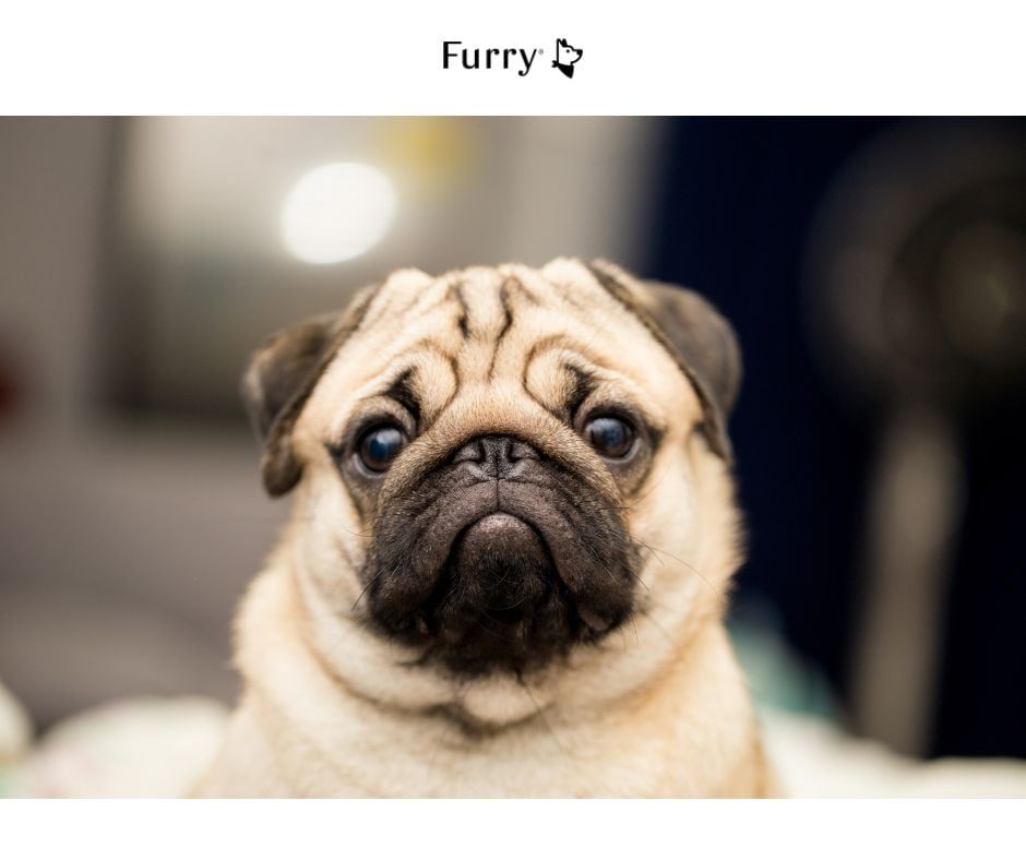 5 Essential Tips on How to Care for Short Nose Breed Dogs
