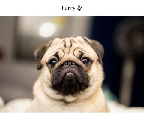 5 Essential Tips on How to Care for Short Nose Breed Dogs