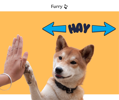 Chó Thuận Tay Trái Hoặc Tay Phải? 5 Lý Do Khoa Học