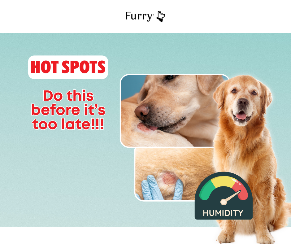 Beware of Humidity: 5 Facts About Hot Spots in Dogs You Shouldn’t Ignore