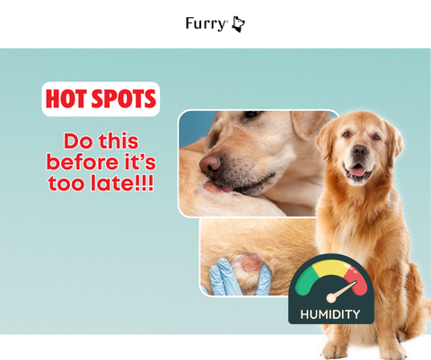 Beware of Humidity: 5 Facts About Hot Spots in Dogs You Shouldn’t Ignore