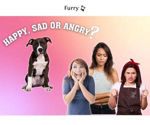 Can Dogs Understand Whether You Are Sad or Happy Through Your Facial Expressions?