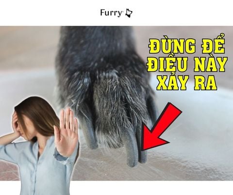 5 Mẹo Cắt Móng Cho Chó Đúng Cách – Ngăn Ngừa Móng Dài Gây Đau Đớn