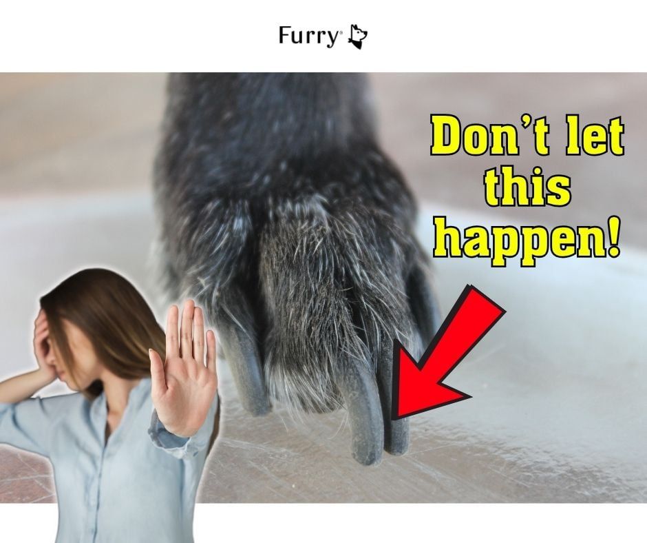 5 Smart Nail Trimming Tips for Dogs – Stop Pain Before It Starts