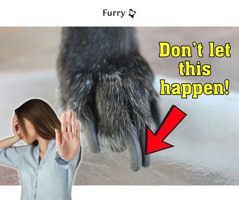 5 Smart Nail Trimming Tips for Dogs – Stop Pain Before It Starts