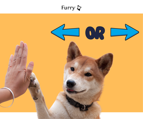 Left-Pawed or Right-Pawed Dogs? 5 Scientific Reasons