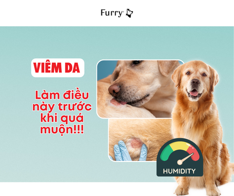 Cẩn Thận Với Độ Ẩm: 5 Sự Thật Về Viêm Da Ở Chó Mà Bạn Không Nên Bỏ Qua
