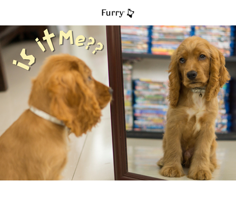 Dogs and the Mirror Effect: 5 Fun Facts You Should Know