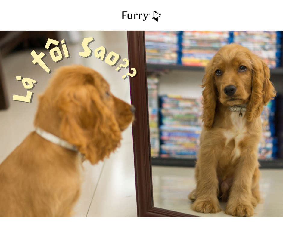 Chó Và Hiệu Ứng Gương: 5 Sự Thật Thú Vị Bạn Nên Biết