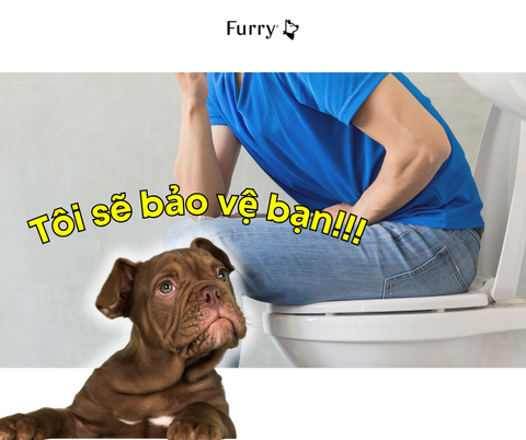 Tại Sao Chó Luôn Theo Bạn Vào Nhà Vệ Sinh? Sự Thật Khiến Ai Cũng Bất Ngờ