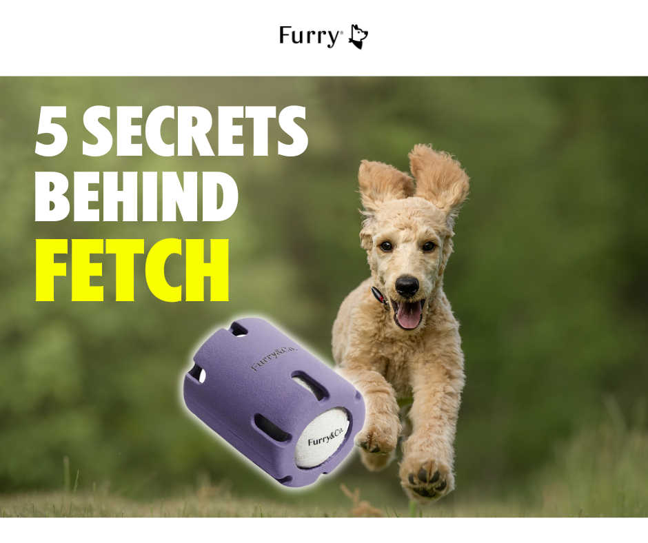 Why Do Dogs Love Fetch? 5 Secrets That Keep Them Hooked