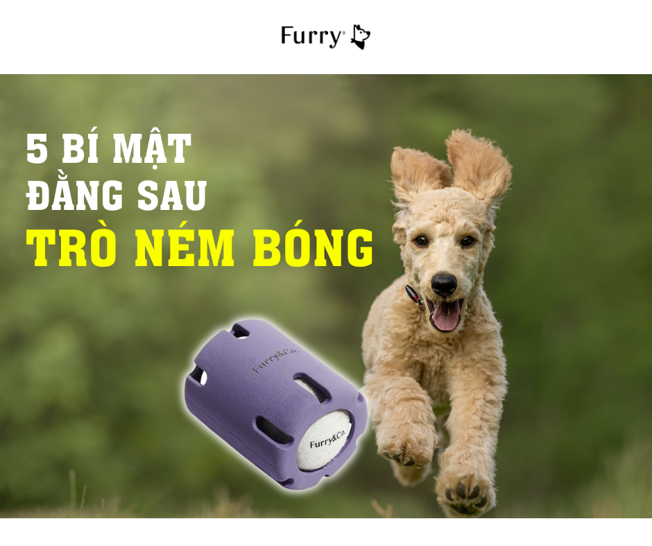 Vì sao chó thích ném bóng? 5 bí mật khiến chúng không bao giờ chán