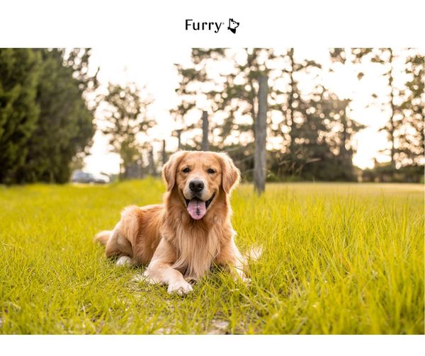 5 Lý Do Golden Retriever Là Giống Chó Thân Thiện, Thông Minh Và Dễ Nuôi Nhất