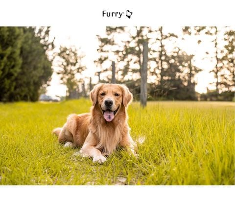 5 Lý Do Golden Retriever Là Giống Chó Thân Thiện, Thông Minh Và Dễ Nuôi Nhất